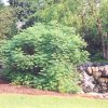 Staghorn Sumac #2 - Image 3